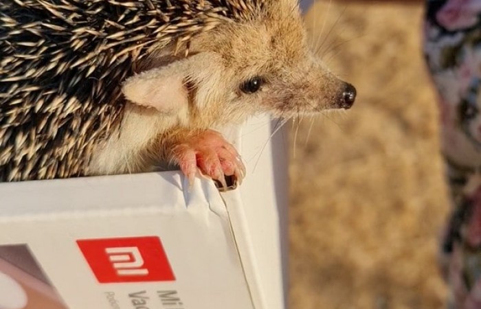 Смешные они. Хоть и дикие совершенно, но за пару дней наш ёж привык к нам и понял что с нами ему ничего не грозит.